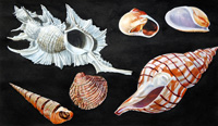 All Sorts of Sea Shells A (Original)