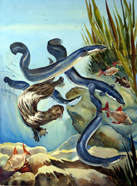 The Eels Amazing Journey art by G W Backhouse