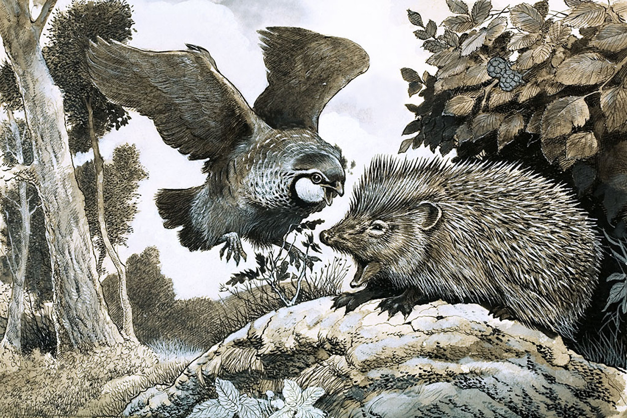 Bird Attacking Hedgehog (Original) art by G W Backhouse Art at The Illustration Art Gallery