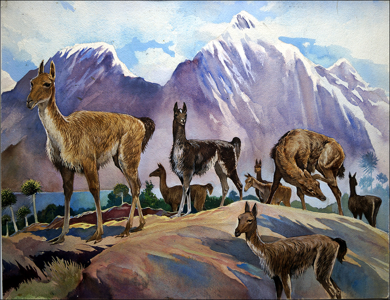 Llamas (Original) art by G W Backhouse Art at The Illustration Art Gallery