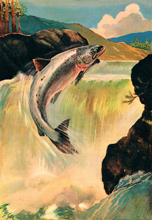 Salmon Leap (Original) by G W Backhouse Art at The Illustration Art Gallery