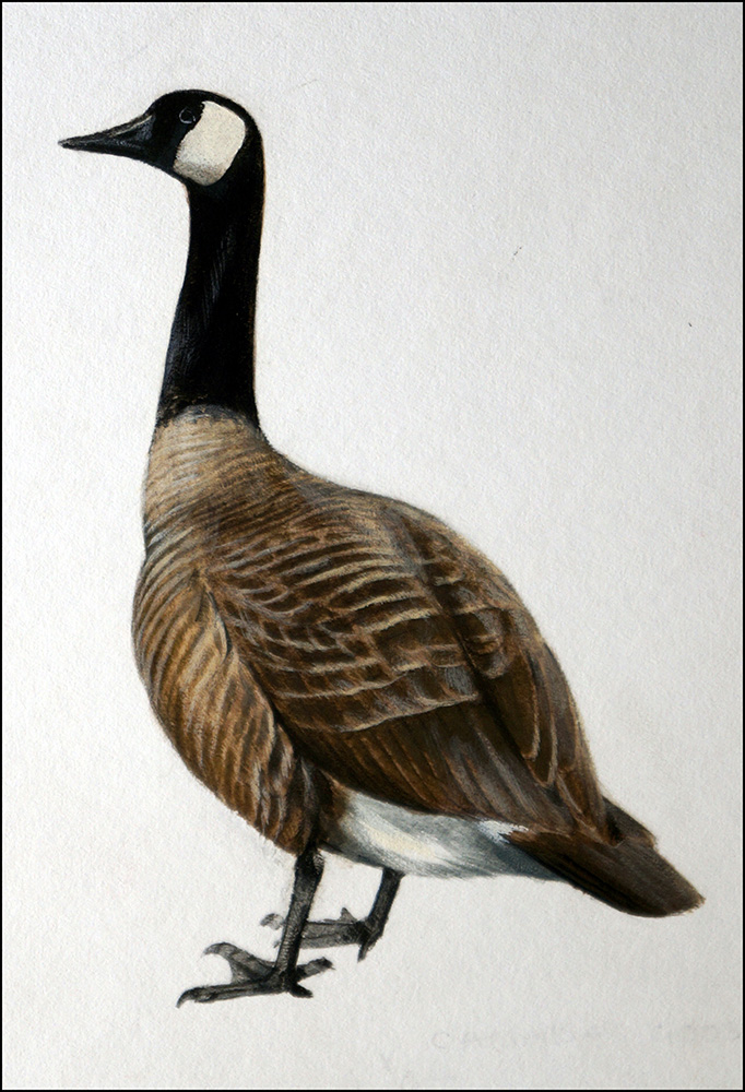 Canada Goose (Original) art by Reginald B Davis at The Illustration Art Gallery