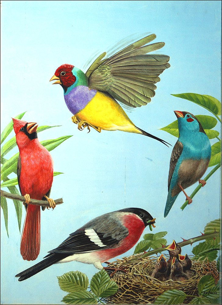 Tropical Birds (Original) (Signed) art by Reginald B Davis at The Illustration Art Gallery