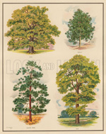 Trees (Original Macmillan Poster) (Print)
