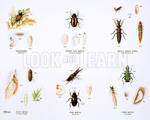 Stages in the Life History of Beetles (Original Macmillan Poster) (Print)
