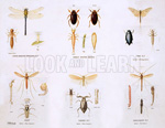 Pond insects (Original Macmillan Poster) (Print)