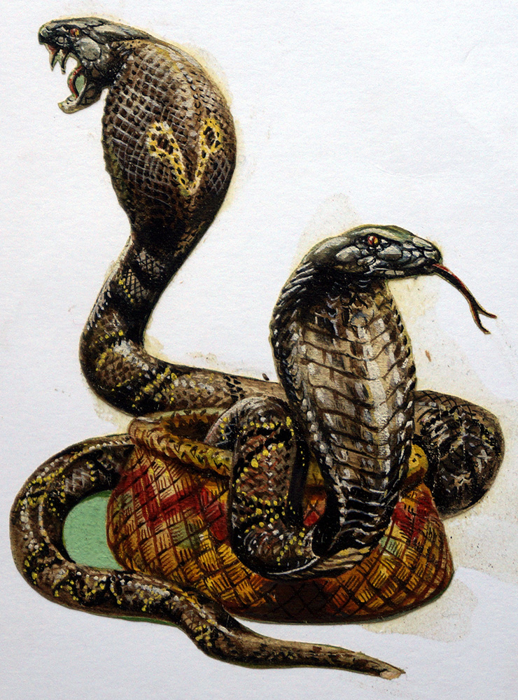 King Cobra (Original) art by Harry Green Art at The Illustration Art Gallery