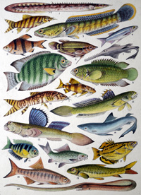 Fresh Water Fishes of the Empire - Indian art by James Green