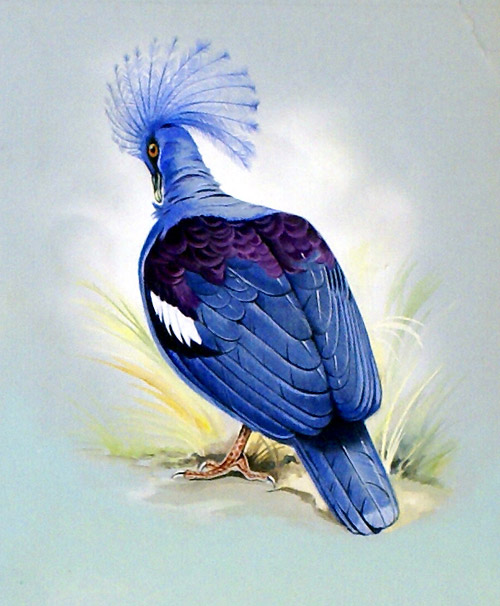 Blue Crowned Pigeon (New Guinea) (Original) by Bert Illoss at The Illustration Art Gallery
