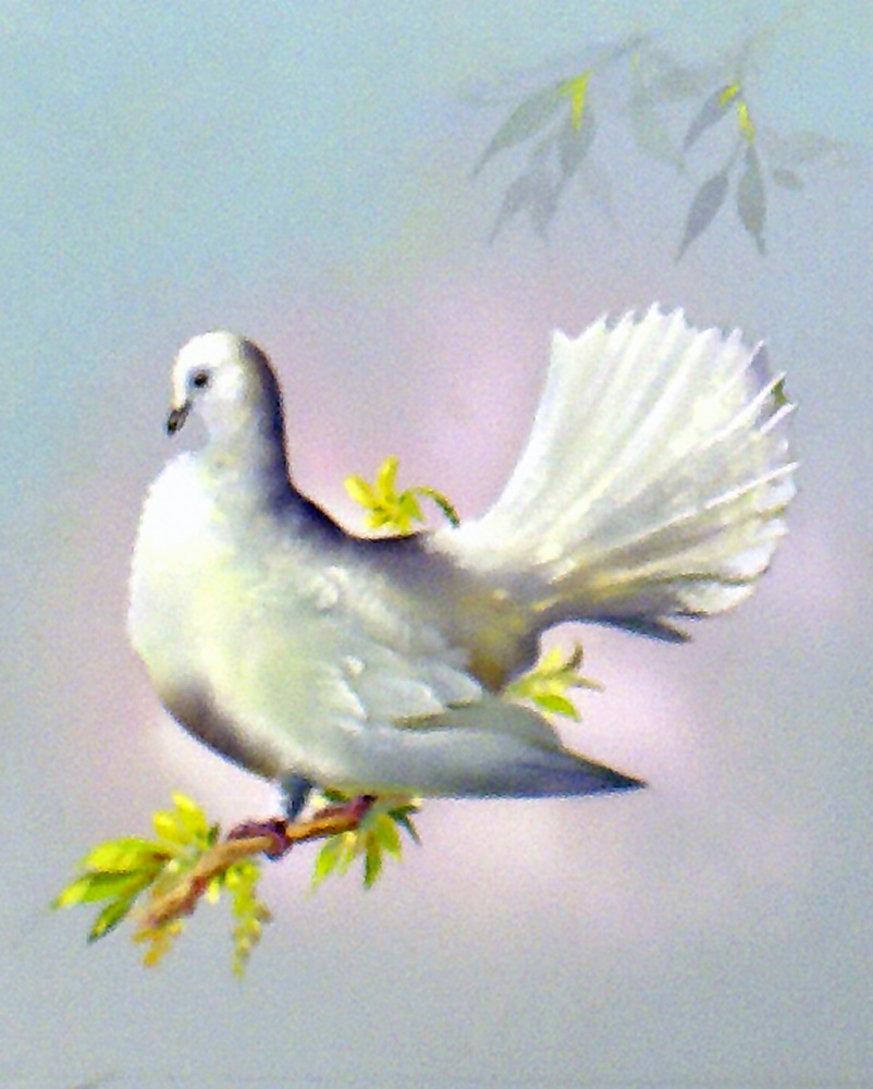 Fantail Dove (Great Britain) (Original) art by Bert Illoss at The Illustration Art Gallery