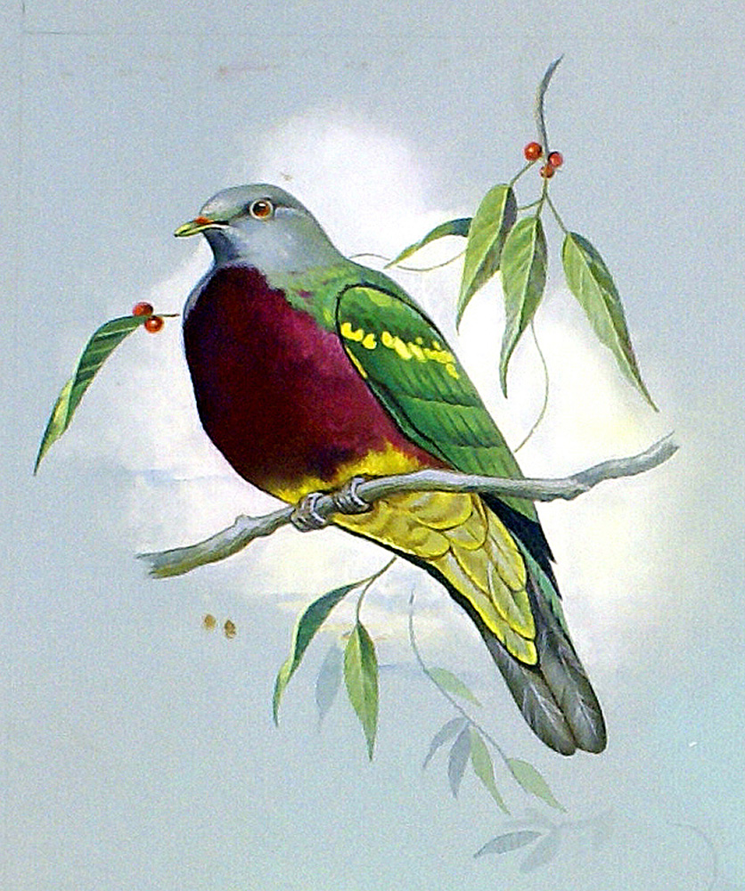 Magnificent Fruit Pigeon (Original) art by Bert Illoss at The Illustration Art Gallery