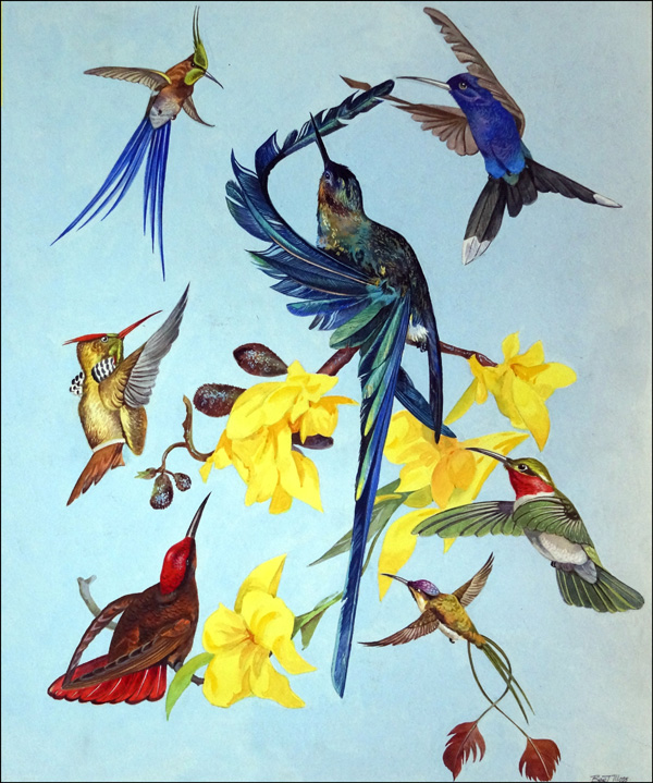 All Sorts of Humming Birds (Original) (Signed) by Bert Illoss at The Illustration Art Gallery