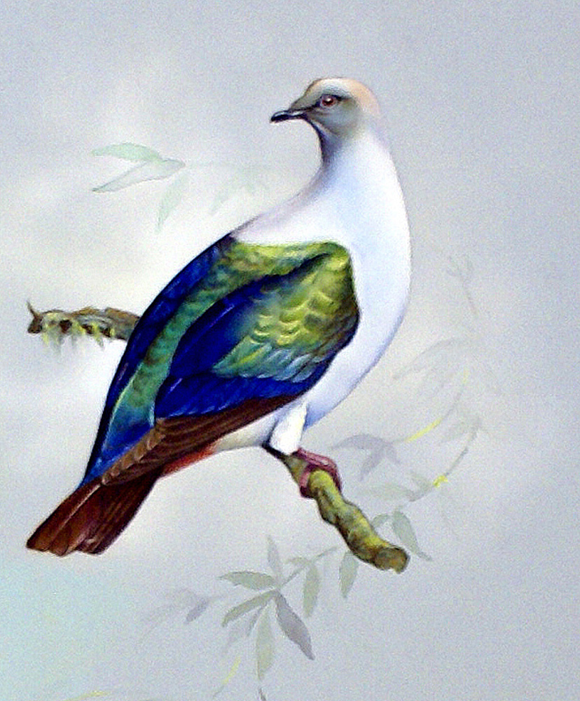 Imperial Fruit Pigeon (East Indies) (Original) art by Bert Illoss at The Illustration Art Gallery