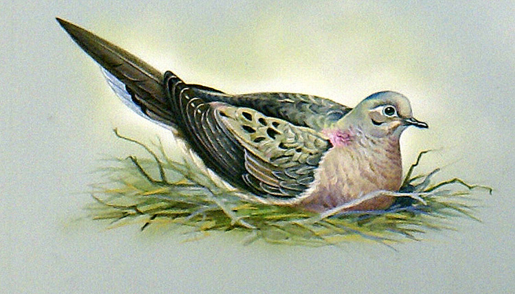 Mourning Dove (North America) (Original) by Bert Illoss at The Illustration Art Gallery