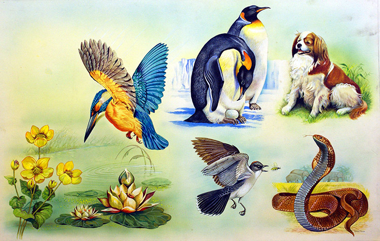 Animal Montage (Original) (Signed) by Bert Illoss at The Illustration Art Gallery