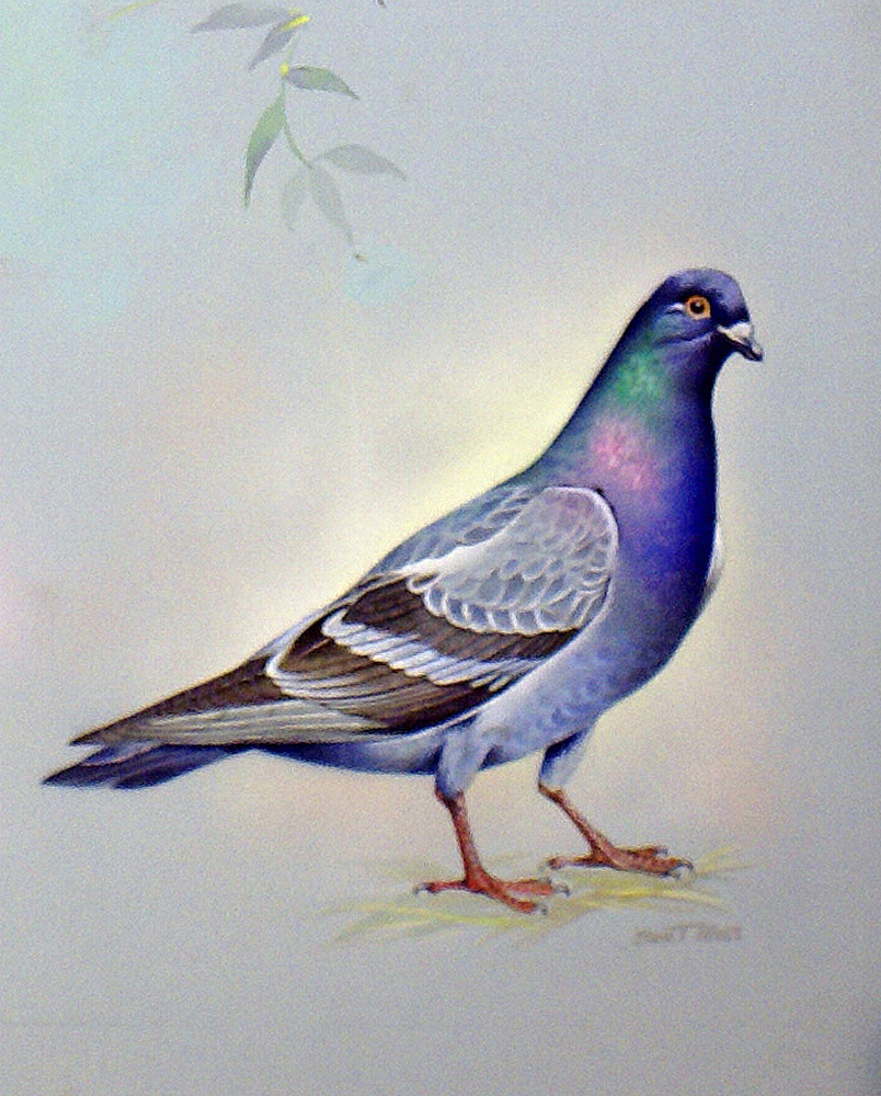 Rock Dove (North America) (Original) (Signed) art by Bert Illoss at The Illustration Art Gallery