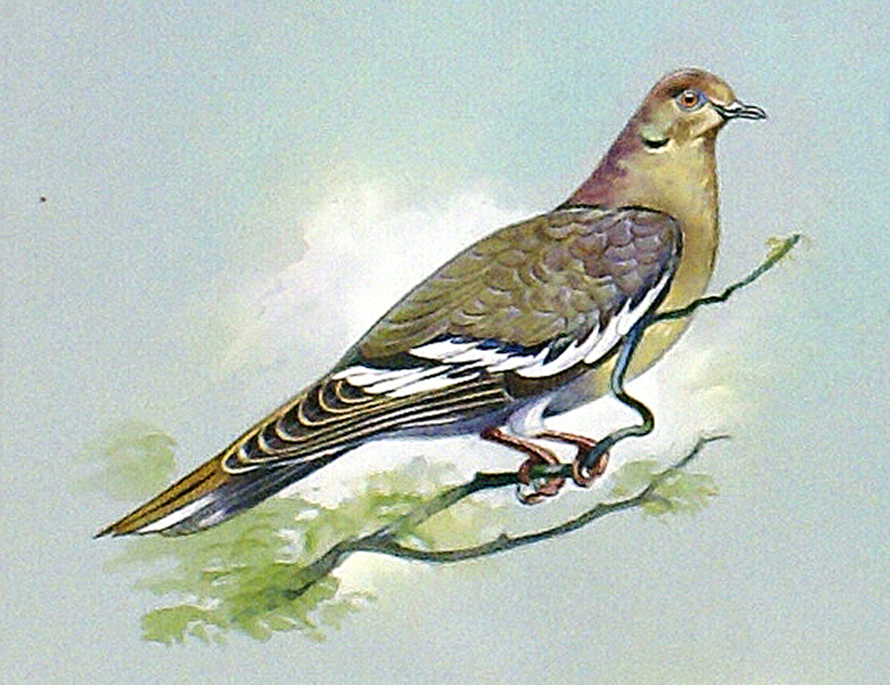 White Winged Dove (West Indies) (Original) art by Bert Illoss at The Illustration Art Gallery
