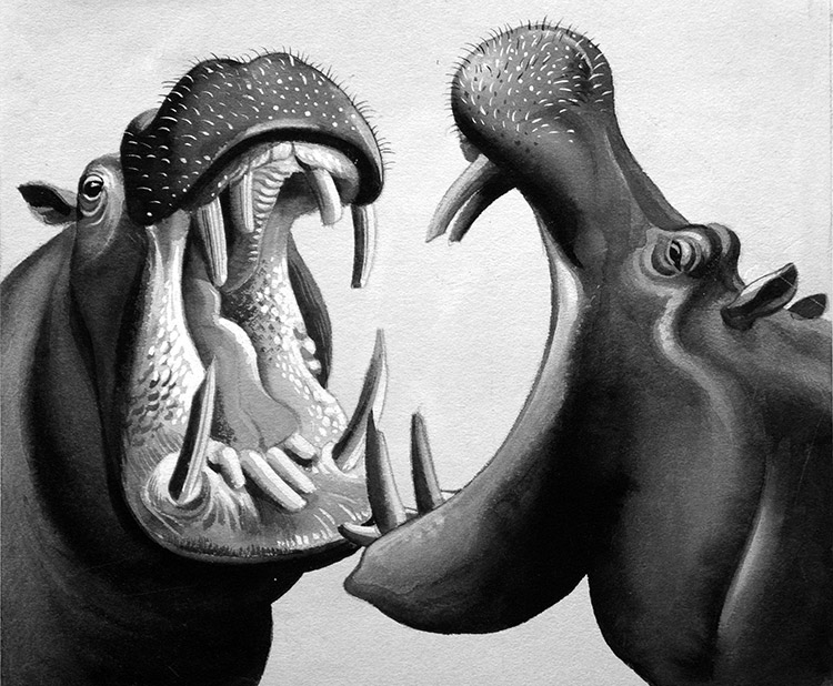 Hippo Fight (Original) by John Keay Art at The Illustration Art Gallery