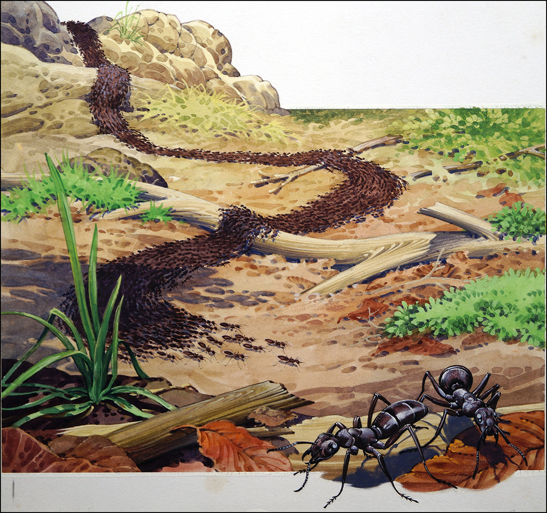 March of the Army Ants (Original) art by Bernard Long Art at The Illustration Art Gallery