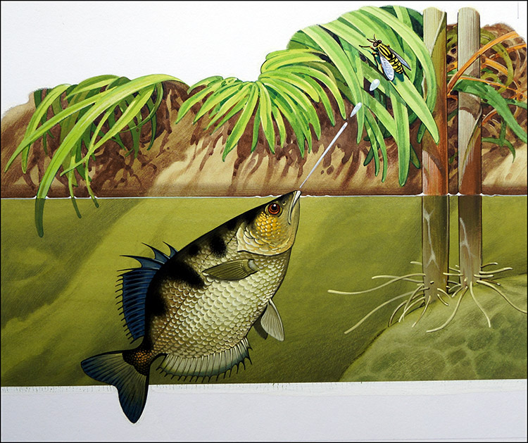 Archer Fish (Original) by Bernard Long Art at The Illustration Art Gallery