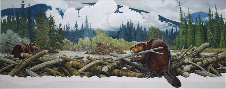 What Beavers Do Best (Original) (Signed) by Bernard Long Art at The Illustration Art Gallery