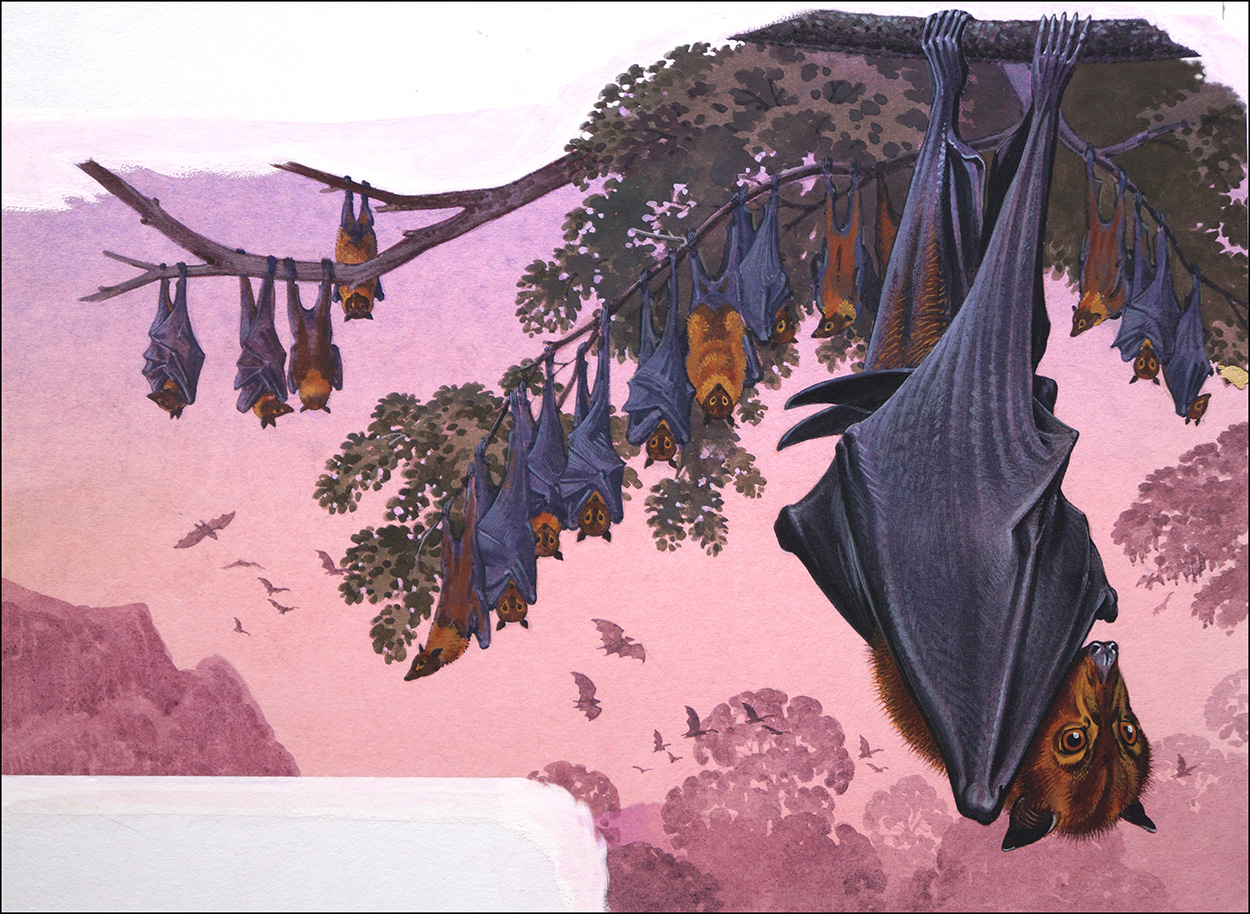 The Upside Down World of the Fruit Bat (Original) art by Bernard Long Art at The Illustration Art Gallery