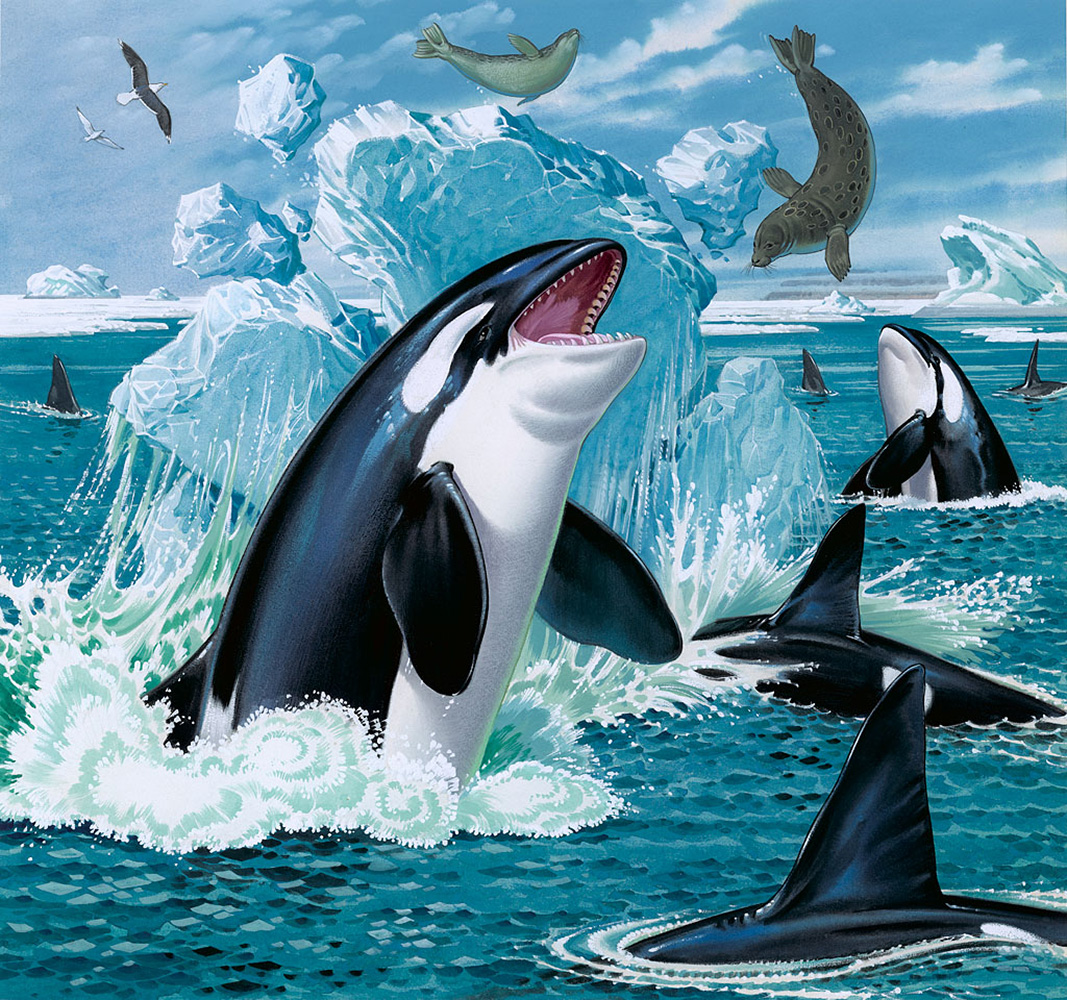 Killer Whales Feeding (Original) art by Bernard Long Art at The Illustration Art Gallery