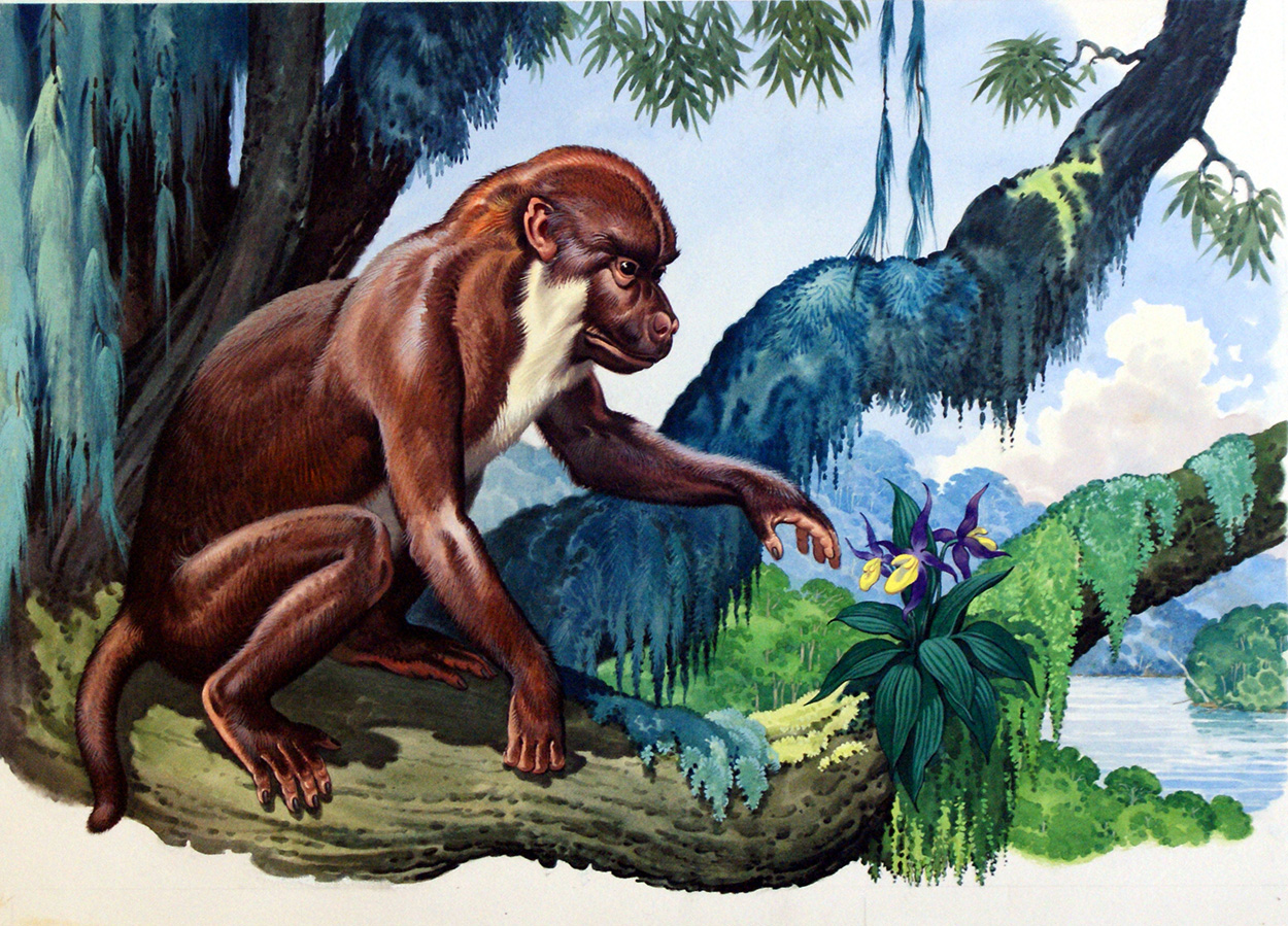 Aegyptopithecus (Original) art by Bernard Long Art at The Illustration Art Gallery