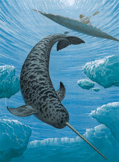 The Narwhal (Original) by Bernard Long Art at The Illustration Art Gallery