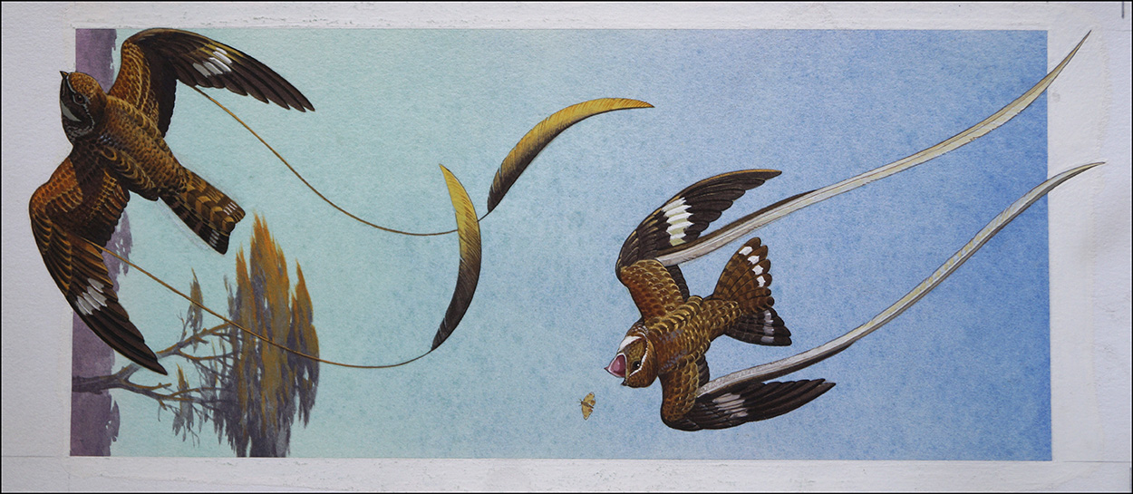 Standard and Pennant Wing Nightjars (Original) art by Bernard Long Art at The Illustration Art Gallery