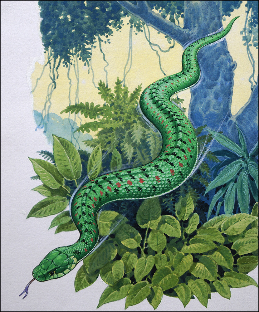 Beware Flying Snakes (Original) art by Bernard Long Art at The Illustration Art Gallery