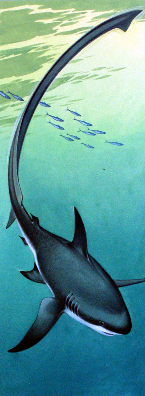 Thresher Shark (Original) by Bernard Long Art at The Illustration Art Gallery