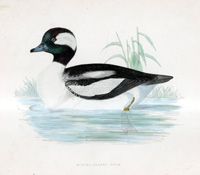 Buffel Headed Duck - hand coloured lithograph 1891 (Print)
