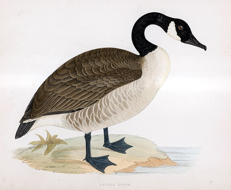 Canada Goose - hand coloured lithograph 1891 (Print) by Beverley R Morris Art at The Illustration Art Gallery