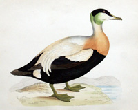 Eider Duck - hand coloured lithograph 1891 (Print)