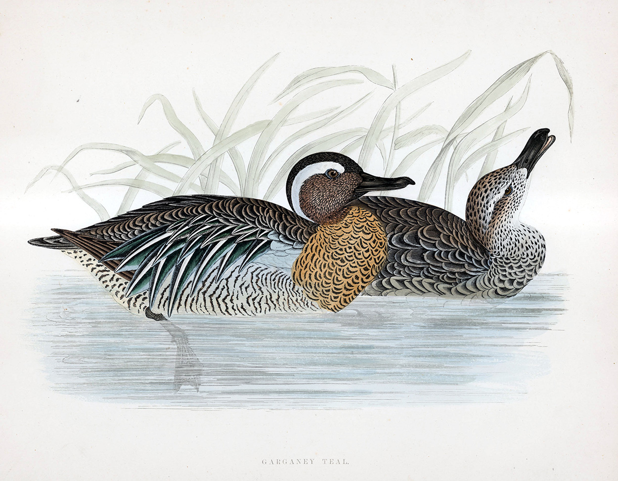 Garganey Teal - hand coloured lithograph 1891 (Print) art by Beverley R Morris Art at The Illustration Art Gallery