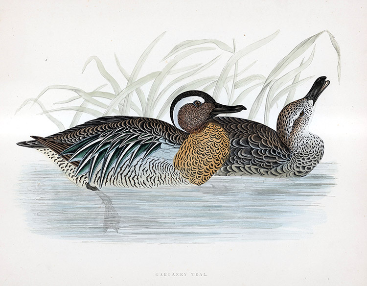 Garganey Teal - hand coloured lithograph 1891 (Print) by Beverley R Morris Art at The Illustration Art Gallery