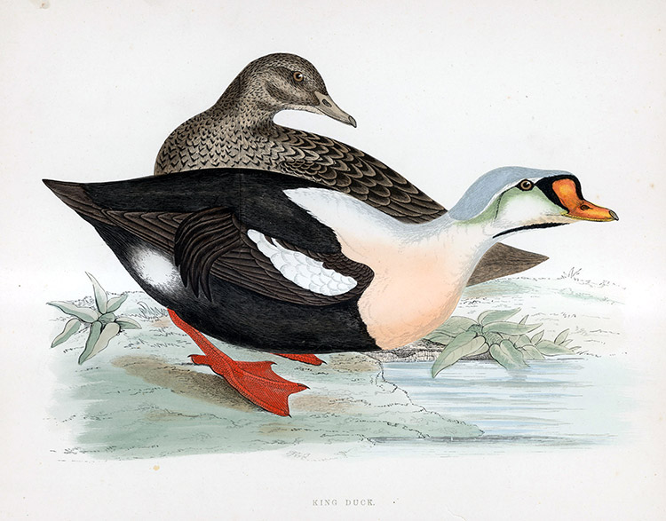 King Duck - hand coloured lithograph 1891 (Print) by Beverley R Morris Art at The Illustration Art Gallery