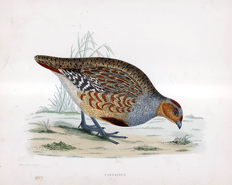 Partridge - hand coloured lithograph 1891 (Print) by Beverley R Morris Art at The Illustration Art Gallery