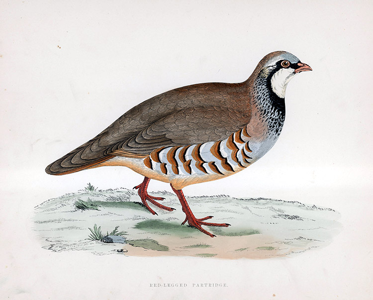 Red Legged Partridge - hand coloured lithograph 1891 (Print) by Beverley R Morris Art at The Illustration Art Gallery