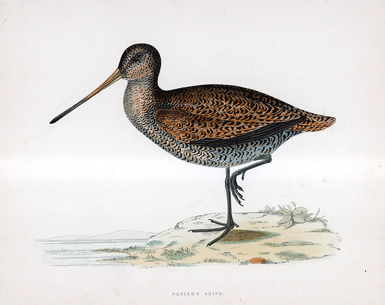 Sabine's Snipe - hand coloured lithograph 1891 (Print) by Beverley R Morris Art at The Illustration Art Gallery