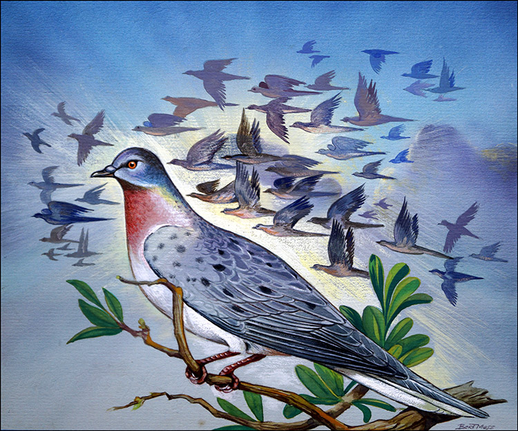 Passenger Pigeon (Original) (Signed) by Bert Moss Art at The Illustration Art Gallery