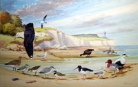 Birds to spot on the Sea Shore art by John Rignall