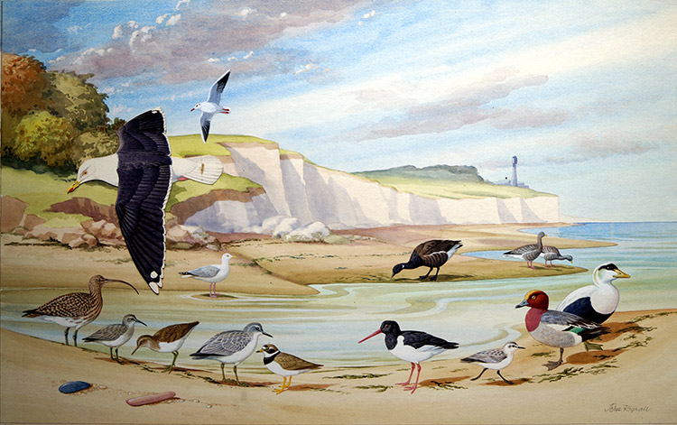 Birds to spot on the Sea Shore (Original) (Signed) by John Rignall Art at The Illustration Art Gallery