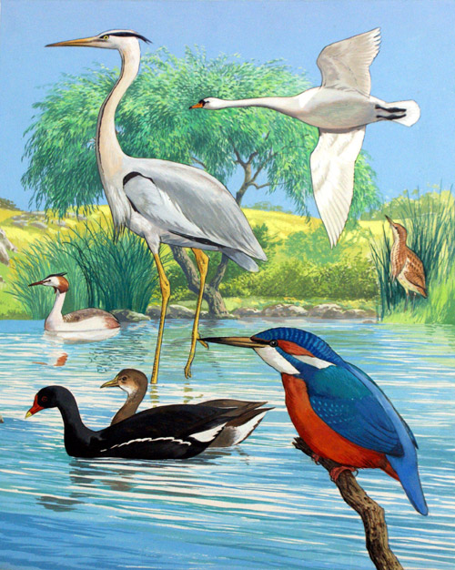 British Water Birds (Original) by John Rignall Art at The Illustration Art Gallery