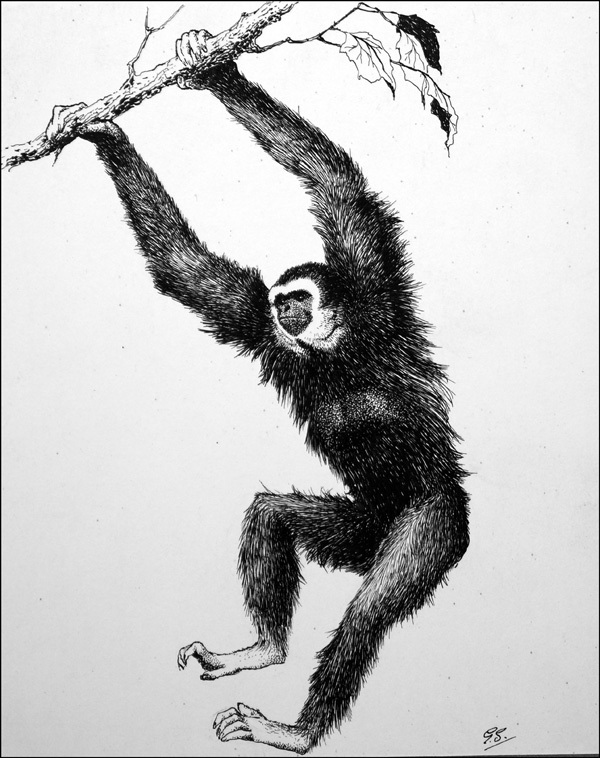 White-Handed Gibbon (Original) (Signed) by Glenn Steward at The Illustration Art Gallery